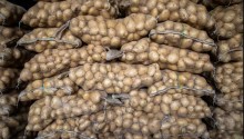 Com queda nos valores dos insumos, produtor de batata tem mais rentabilidade neste ano