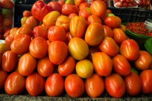 Tomate tem cotações em alta ao longo da semana
