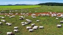 Brasil tem motivos para comemorar o Dia da Pecuária Nacional