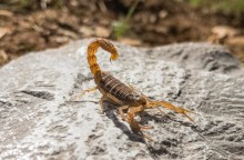 Com a chegada do calor, cuidados devem ser redobrados com a presença dos escorpiões