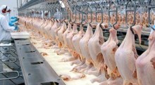 Egito suspende cobrança de tarifa de importação da carne de frango brasileira