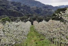 Santa Catarina alerta para cuidados contra pragas na florada da maçã