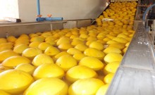 Exportações de melão igualam setembro de 2022