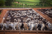 SP vai investir R$ 20 milhões na redução de CO2 em produção bovina