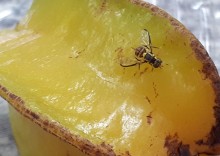 Bioinseticida contra mosca-da-carambola é desenvolvido no Amapá