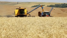 Subvenção de R$ 400 milhões deve estimular a comercialização de trigo em grãos