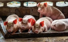 Chuvas causam prejuízos para criadores de porcos em SC