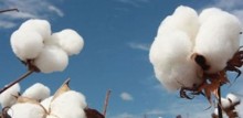 Sem acordo sobre preços e qualidade, negociações do algodão seguem lentas