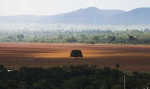Entidade culpa a Agropecuária por perdas de 15% de florestas naturais nos últimos 40 anos