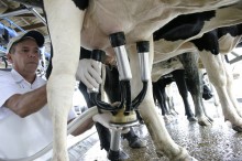 Produtor de leite vai ter que esperar três meses por ‘ajuda do governo’
