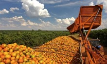 Chuvas dos últimos dias beneficiam produção de laranja