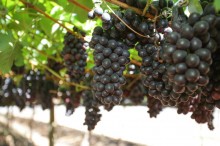 Em final de safra, preço da uva se mantém em alta