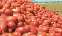Com grande oferta, cotações do tomate fecham em queda nos atacados