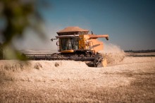 SP produz 460 mil toneladas de trigo, mesmo com área reduzida de plantio