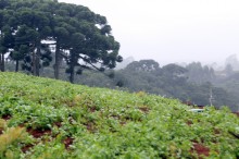Chuvas acima da média impactam no preço das hortaliças no Paraná