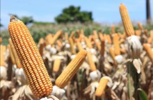 Apesar de Safra elevada, negociações de milho permanecem estáveis