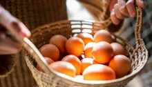 Alta produção e aumento da demanda seguram o preço dos ovos ao consumidor