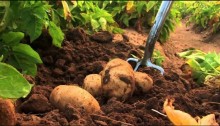 Queda no custo do fertilizante alivia custos de produção da batata