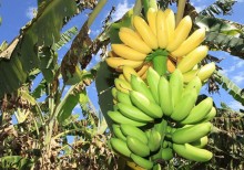 Banana: Novembro deverá ter redução na oferta e melhora na qualidade