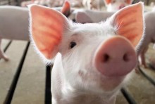 Com valor em queda, carne suína ganha competitividade frente às 'proteína concorrentes'