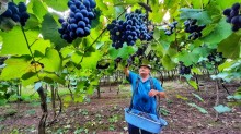 Oferta de uva ainda é baixa no mercado doméstico