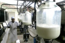 Preço do 'leite cru' tem quinta queda consecutiva