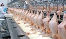 Aumento da procura em feriados eleva preço do frango
