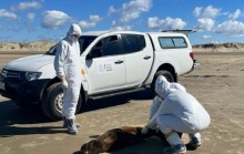 RS realiza ação de prevenção contra avanço da gripe aviária no litoral