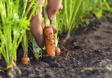 Condições climáticas prejudicam qualidade da cenoura em MG