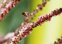 Nova plataforma digital reúne tecnologias e serviços para criadores de abelhas