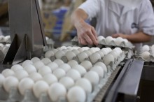 Com menor procura, preço dos ovos recua em outubro