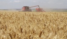 Conab negocia 160 mil toneladas de trigo