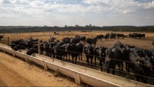 Pecuária brasileira tem aumento de abates no terceiro trimestre
