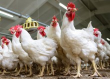 Carne de frango tem valorização interna e queda de preços nas exportações