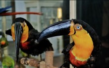 Museu de Zoologia do RJ está aberto para visitação com nova exposição