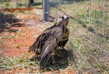 Águia-cinzenta ameaçada de extinção é resgatada no MS