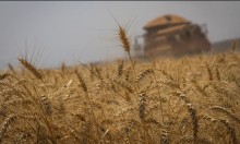 Safra de trigo deve ultrapassar 9,6 milhões de toneladas em 2023