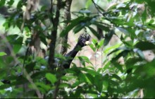 Pesquisadores acham espécie da ave Mutum-Pinima, desaparecida há 40 anos