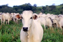 Brasil vai exportar gelatina e colágeno bovinos para Singapura