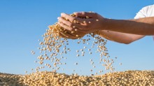 Bancada do Agro quer debater prejuízos de redução da umidade da soja brasileira