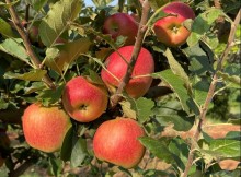 Produtores paranaenses iniciam a colheita da maçã
