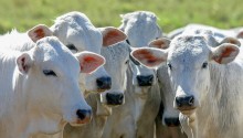Produção de carne é recorde, com mais de 24 milhões de cabeças abatidas da janeiro a setembro