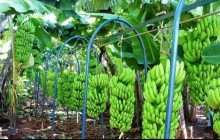 Banana: Mercado segue firme e favorece preços em Bom Jesus da Lapa