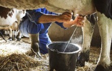 Crise do leite chega ao Centro-Oeste (VÍDEO)