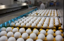 Em alta, exportações de ovos ultrapassam 23 mil toneladas