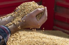 Maior demanda interna e chuvas mantêm cotação da soja em elevação