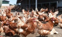No ES criadores dão banho em galinhas para aliviar o calor