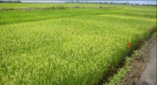 Cai a produção de arroz em SP