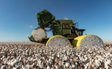 Exportação de algodão deve ultrapassar as 300 mil toneladas nesta safra