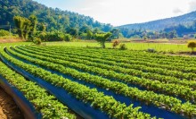 Projeto proíbe a desapropriação de terras produtivas para fins de reforma agrária